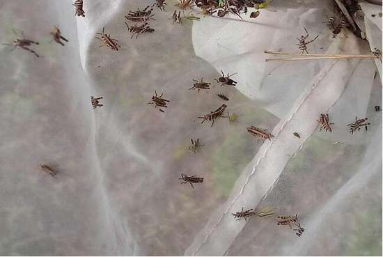 Уважаемые сельхозтоваропроизводители!