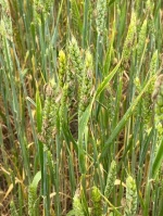 Информация о ситуации по Клопу-черепашке