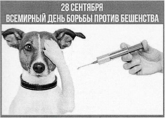 Внимание, бешенство! Почему один укус может стоить жизни — и как мы можем это остановить.