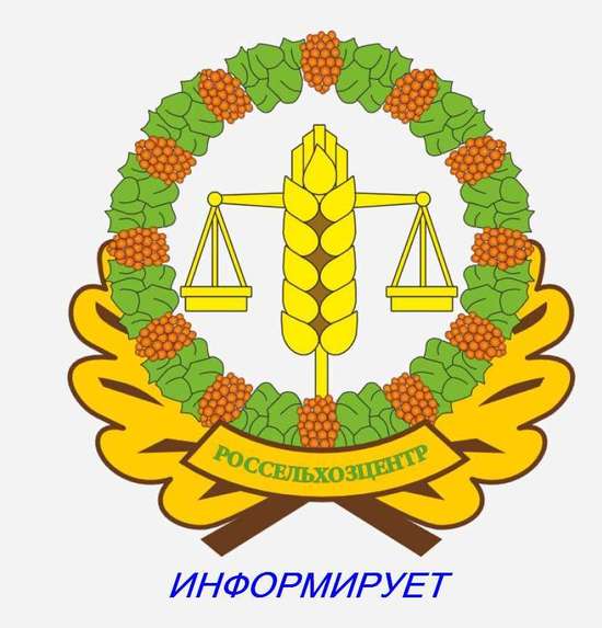Отдел защиты растений саратовского "Россельхозцентра" предупреждает о гелихризовой тле