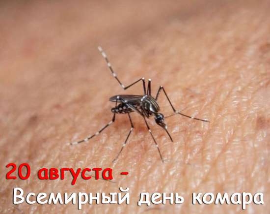 Всемирный день комара